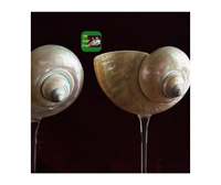 Vente en vrac de verre à vin rouge coquillage doré, tasse à martini polie unique, verre créatif pour bar, mariage, anniversaire, décoration