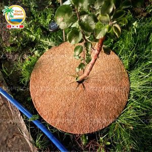 แผ่นคลุมด้วยหญ้ามะพร้าวธรรมชาติติดตั้งบนฟาร์มเพื่อป้องกันต้นไม้ - Product Image 2