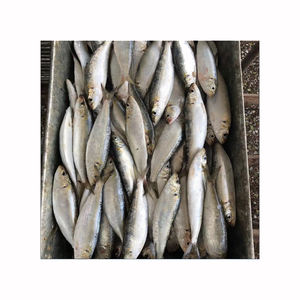 Sardinas frescas al por mayor en stock con frescura premium y calidad de exportación - Product Image 1