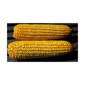 ข้าวโพดเหลืองไม่เหนียว ไม่ใช่พืช GMO อาหารสัตว์สำหรับไก่ บรรจุถุง 25 กก. ข้าวโพดแห้งเกรด 1 และ 2 อายุการเก็บรักษา 24 เดือน - Product Image 3