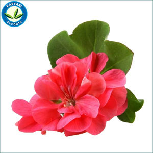 Superbe qualité 100% huile essentielle de géranium pure et naturelle vente chaude préférée des acheteurs mondiaux - Product Image 5