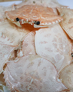 Poudre de coquille de crabe riche en calcium, fabrication à l'identique (OEM) et approvisionnement en vrac - Product Image 6