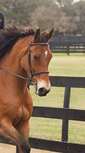 Brida de cazador marrón, brida de cazador de punto de fantasía blanca bien hecha con riendas con cordones, costuras de fantasía en la banda para la frente y la banda para la nariz Beau - Product Image 4