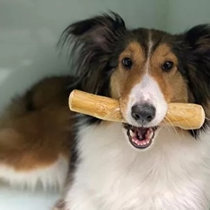 Coffee Wood Dog Chew Toy Durable <b>Wooden</b> <b>Stick</b> Natual Coffee Wood <b>Stick</b> - Product Image 3