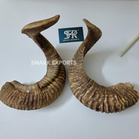 Paire de cornes de bélier naturelles, cornes de mouton spirales faites à la main, décoration murale rustique, cornes courbées authentiques pour l'artisanat et l'intérieur