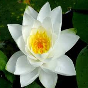 ดอกลิลลี่สีขาว (Nymphaea Alba l.) - Product Image 2