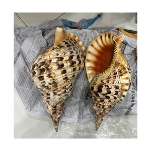 Coquille de trompette et coquille de triton avec finition naturelle pour la décoration de la maison côtière, le style d'intérieur et l'usage décoratif - Product Image 1