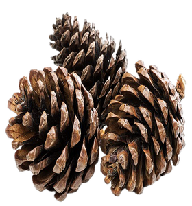<b>Pinecone</b> Natural in Wholesales Price <b>Pinecone</b> Christmas Decoration for Room and Party Decoration - Product Image 1