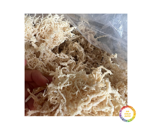 Premium <b>Dried</b> Seamoss Vietnam Wildcrafted Gold Irish Sea <b>Moss</b> Cottoni Seamoss Bulk Wholesale Supply - Product Image 6