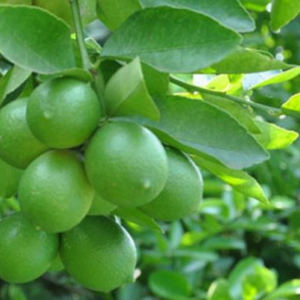 KAFFIR NATURAL DE VIETNAM CONGELADO HOJAS DE LIMA 100% HIERBAS AROMÁTICAS PREMIUM RECIÉN COSECHADAS PARA EL MERCADO DE EXPORTACIÓN DE COCINA DE ALIMENTOS - Product Image 3