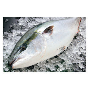 Filete de Hamachi Congelado de Alta Calidad Grado A SP con Bajo Contenido de Azúcar y Carbohidratos, Empaque Personalizado de Bajo Costo para Venta al por Mayor - Product Image 6