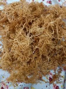 Mousse de mer irlandaise de qualité supérieure/Eucheuma en mousse de mer/algues Eucheuma Cottonii séchées en mousse de mer pour l'exportation de haute qualité - Product Image 6