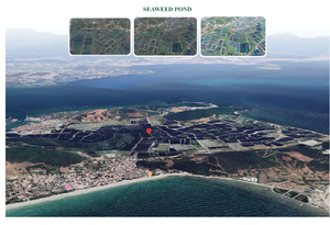 ขนม100% รสสาหร่ายโอกินาวาสาหร่ายทอดกระเทียมกรอบอร่อยขนาด30กรัม - Product Image 6