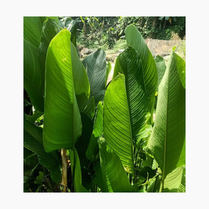 อาหารห่อใบไม้สีเขียวสดที่เป็นมิตรต่อสิ่งแวดล้อม - Product Image 1