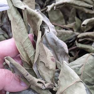 HOJAS DE NERVOSUM DE SYZYGIUM SECAS NATURALES/CALIDAD PREMIUM/LISTO PARA USAR PARA EXPORTAR TÉ DE HIERBAS - Product Image 5