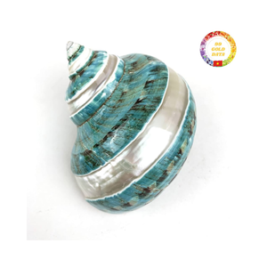 Coque turbo verte naturelle de qualité supérieure du Vietnam pour les remplisseurs de vases d'aquarium et la décoration côtière faite à la main - Product Image 1