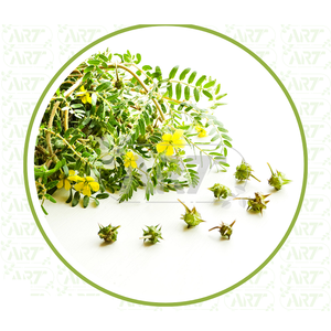 Graines de Gokhru propres et séchées idéales pour faire des décoctions et des infusions pour soutenir le bien-être et la santé reproductifs masculins - Product Image 1