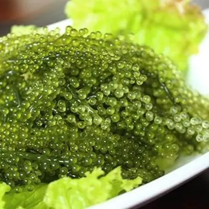 WHOLESALE SEA GRAPES, NATURAL SEA GRAPE LATO SEAWEED WITH BEST PRICE //Mr.Kevin +84 968311314
