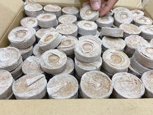 เม็ดมะพร้าว Coco Coir,เม็ดมะพร้าวอ่อนเป็นมิตรกับสิ่งแวดล้อมย่อยสลายได้ทางชีวภาพ - Product Image 5