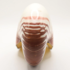 เปลือกหอยโข่งแท้จากเวียดนาม-เปลือกชามขัดเงาสำหรับตกแต่งบ้านที่หรูหราศิลปะทางทะเลและการจัดแสดงของสะสม - Product Image 4