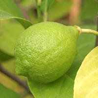 Natuurlijke pitloze volwassen citroen, Vietnamese oorsprong, vers, groen, geen chemische resten, veilig, hoge kwaliteit, merk VIOT, 12 maanden houdbaarheid