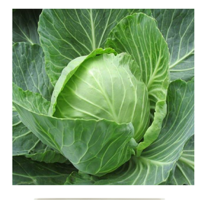 Fresh Organic Green Cabbages UK Grown Vegetables on Sale - Product Image 5