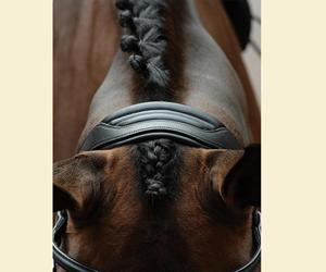 Brida de caballo de alta calidad Brida de cuero de caballo de la mejor calidad Precio más bajo Brida de cuero de caballo - Product Image 5