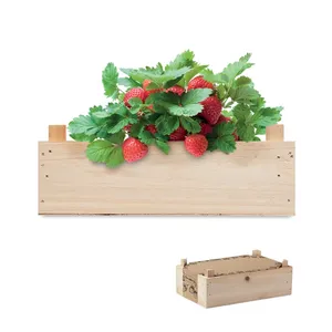 Kit Educativo Ecológico para Cultivar Fresas, Gadgets para Aprender Sobre la Vida de las Plantas - Product Image 1