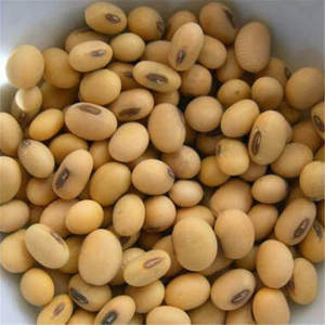 Fèves de soja non-OGM pour l'exportation |   Soja jaune de haute qualité, qualité supérieure, sacs de 50 kg, Tanzanie, à vendre - Product Image 1