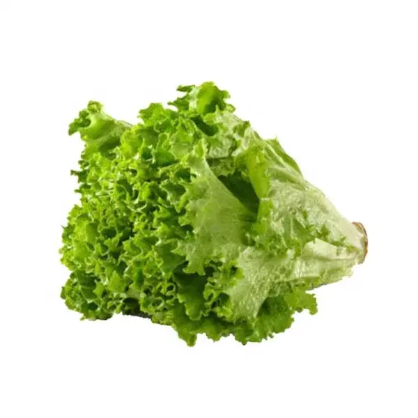 Good Product Green Fresh Lettuce Fresh Vegetables