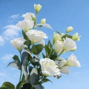 Real Touch Kunstmatige Witte Lisianthus Bloemen, Kunst Eustoma Bloemboeket voor Bruiloft Tafeldecoratie Huis Feest DIY Bloemdecoratie
