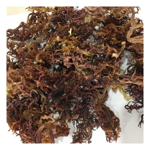 Algues marines Cottonii fraîches de Hainan : Algues rouges pures pour la production de carraghénane, les cosmétiques et la transformation alimentaire à prix compétitifs en vrac - Product Image 4