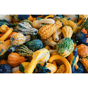 Semillas de Calabaza Decorativas Little Indian para Halloween, Mezcla de Semillas de Calabaza Coloridas y con Formas Variadas, 2g, Varias Colecciones de Calabazas - Product Image 4