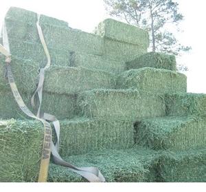 Premium Natural Alfalfa <b>Hay</b>/Alfalfa Available at Best Price - Product Image 1