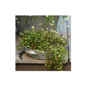 Jardinières en métal de fer fini antique conception personnalisée décoration de jardin classique pour un usage domestique meilleur fabricant de jardinières de Pots de fleurs - Product Image 5