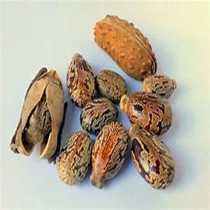 Semillas de Ricino Naturales Marrones, Producto Agrícola a Precio Razonable - Product Image 2