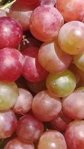 Uvas Verdes Frescas Sin Semillas de Davao de Primera Calidad con 12 Meses de Duración y Contenido Vitamínico para Restaurantes y Uso en la Elaboración de Vino - Product Image 6