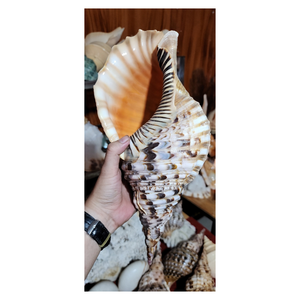 Conchas de trompeta de origen vietnamita para uso en acuarios, decoración de resorts, tiendas de regalos y planificación creativa de eventos costeros - Product Image 2