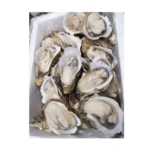 Vente en gros de coquilles de viande congelée des Pays-Bas - Product Image 4