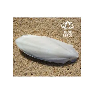 CUTTLEFISH BONE Dried From Squid For Bird Parrot Food High Protein Product