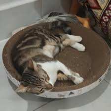 กรงเล็บกล่องกระดาษสำหรับแมวของเล่นสัตว์เลี้ยงสำหรับแมว2025เวียดนาม - Product Image 6