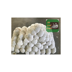 Coquillages de pétoncles océaniques de haute qualité sculptés à la main Ressources naturelles Barrières de mer Couleur de beauté fraîche Fabriqué au Vietnam - Product Image 2