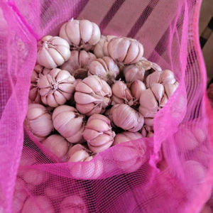 Ajo Seco Único, 100% Natural, 12 Meses de Duración - Product Image 5