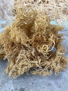 Musgo Irlandés Dorado, Espesante Natural para Gelatina, Jugos y Alimentos Veganos - Product Image 4