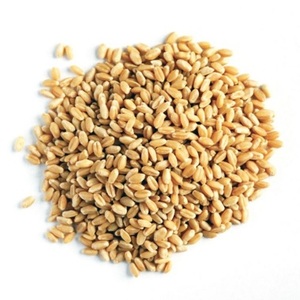 Granos de Cebada Amarilla Orgánica Entera, No Transgénica, Secos, a Granel, para Cocinar y Procesar, Legumbres Orgánicas a Granel - Product Image 3