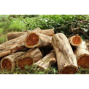 Madera dura de Azobe de alta resistencia, duradera para uso industrial y de construcción - Product Image 4