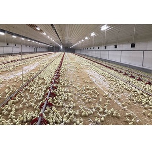 Gallinero y gallinas automAtico para <span class=keywords><strong>crIa</strong></span> de aves de corral precio barato - Product Image 3
