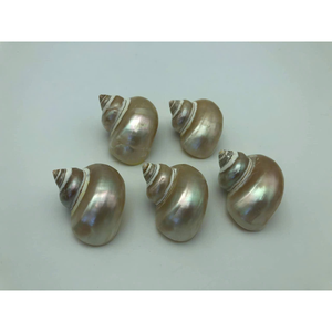 Coquille de Turbo Jade de 10-12 cm, élégant Turbo Marmoratus : Coquille verte polie, coquille blanche pour aquarium - Product Image 5