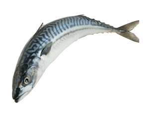 Pescado Congelado Fresco al por Mayor: Precios de Caballa Congelada Entera, Caballa del Pacífico Congelada, Caballa Caballito Congelada al por Mayor - Product Image 4