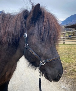 Licol de cheval en cuir véritable noir avec bandeau de nez rembourré et licou de cou accessoires en nylon de style occidental - Product Image 1